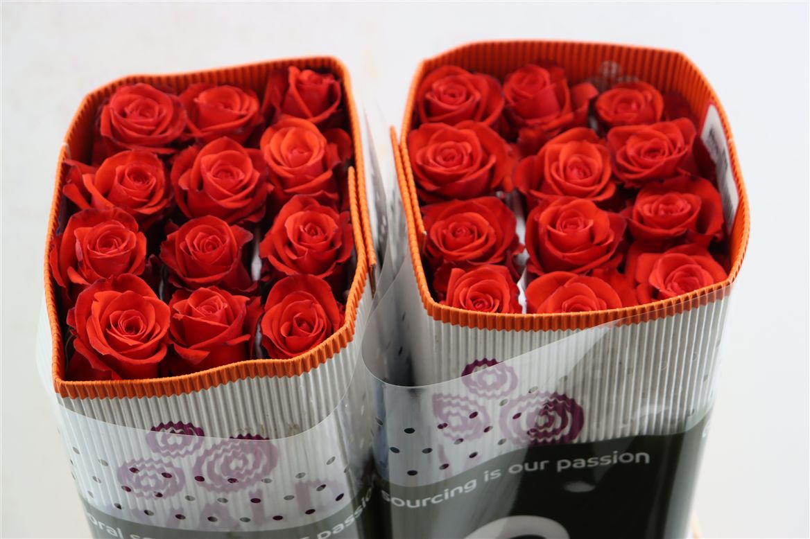 FeedSync:wholesale:0fb2098bcf4d623cad4fc944e47113be19eba71c