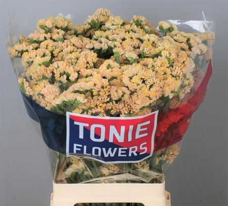 FeedSync:wholesale:7727273194fe1b1b75a13c6179267fd2ed1ce12b