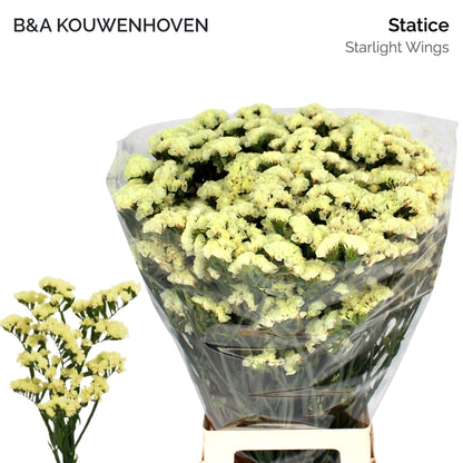 FeedSync:wholesale:dccad6ae22ada4d6eaeee90bddba259f4cc03112
