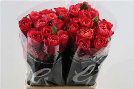 FeedSync:wholesale:8ab4bd7c24e7668d75b7b1fbc12491f10b975577