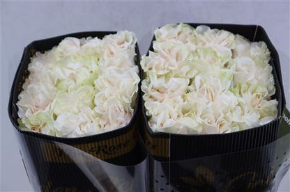 FeedSync:wholesale:3d4ef0b8e92040dc22f24ed16cb8a885320b3102