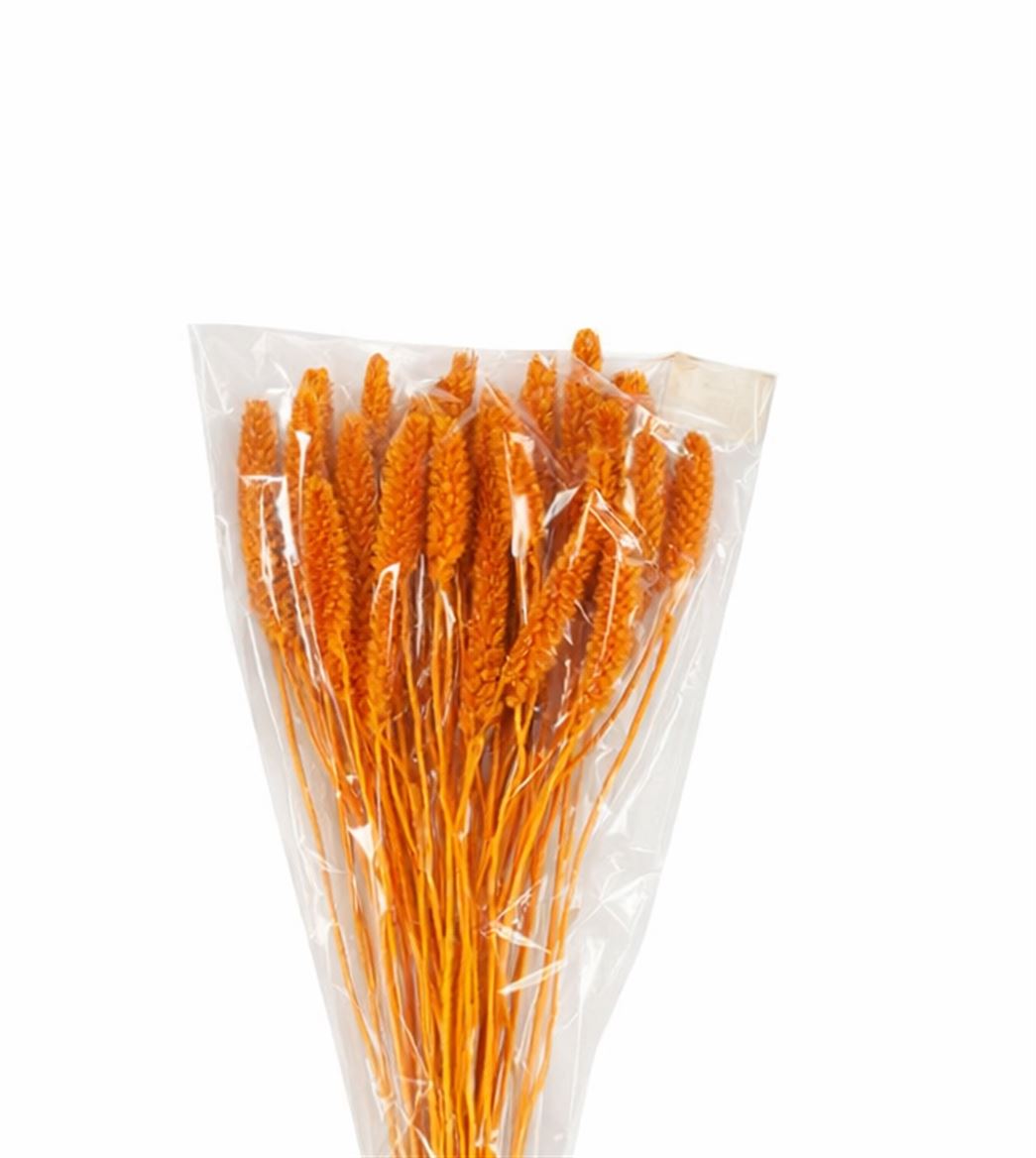 FeedSync:wholesale:e8df439e594dd39e57901aeaf4c0a146cfed56ac