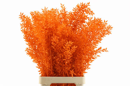 FeedSync:wholesale:6b75035c1cbb1e9ae45d8942e58949bcdce91c9b