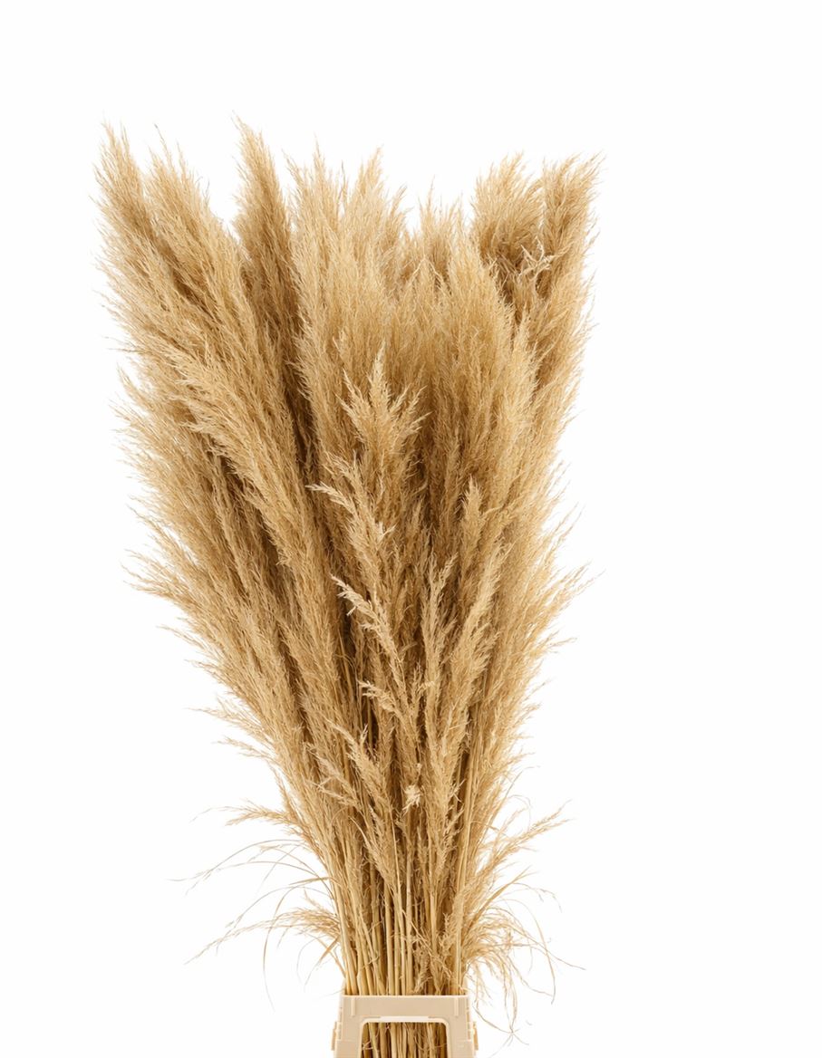 FeedSync:wholesale:89bcec974356c582c9c3cdc2ade3fa1c96a16637