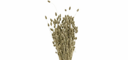FeedSync:wholesale:e64efadc86f4b37bf9f3a977400a2c2997171b90