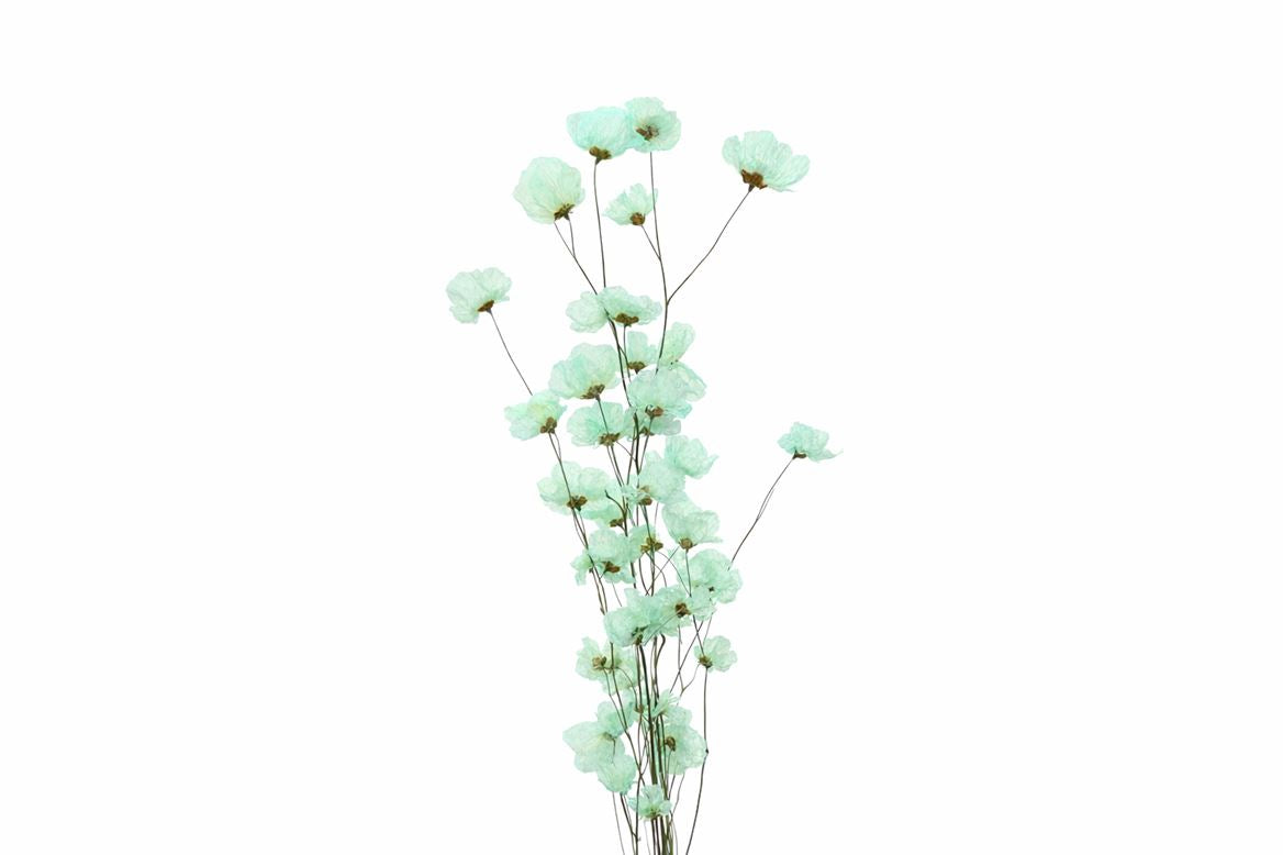 FeedSync:wholesale:c1f1feb126e7d342303f104950d833cded65b5b9