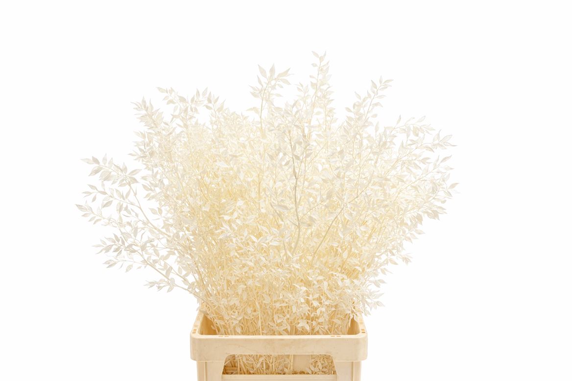FeedSync:wholesale:dcff197d4091ec456fdfb3b35ca14c495d7a2a0b