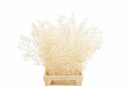 FeedSync:wholesale:dcff197d4091ec456fdfb3b35ca14c495d7a2a0b