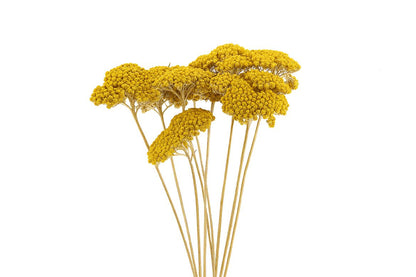 FeedSync:wholesale:553ca896af0347b29f3ce709c58d69a4e64a68b5