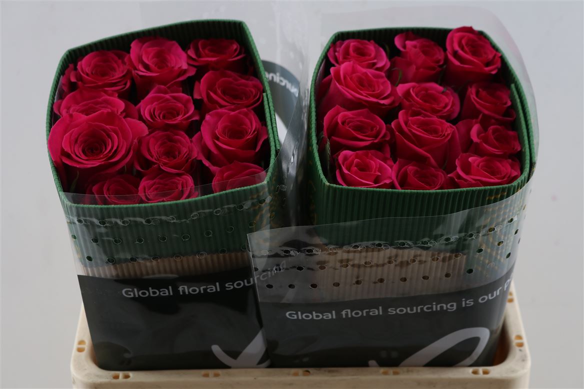 FeedSync:wholesale:3f5c057b35d90163180a992c1d7aee853941e88b