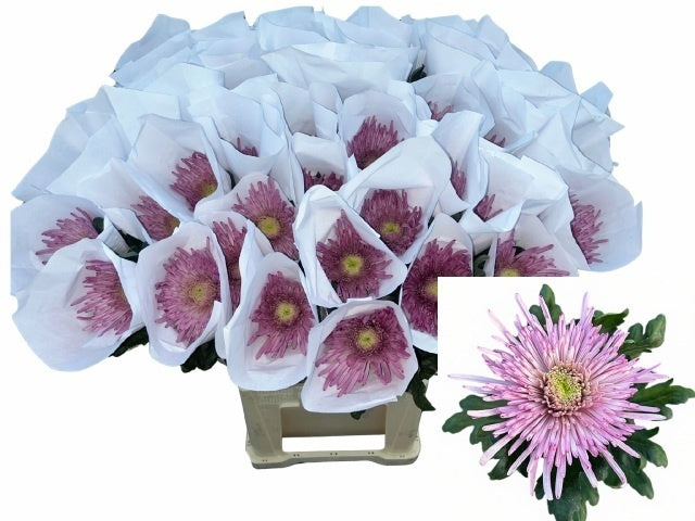 FeedSync:wholesale:4a8418ae21c461fba48c25165dee809ebfb60ecf