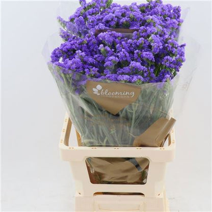 FeedSync:wholesale:dec41cf9157146b060d35185f583bab89bcf3633