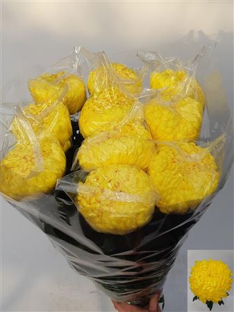 FeedSync:wholesale:b8038874b06f3e717e440ecdd2b886a21719e5f9