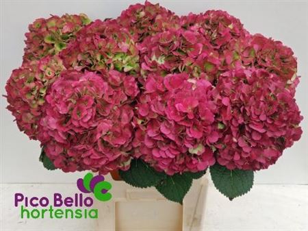 FeedSync:wholesale:80b74136cd0dae444a8b628cf6cde63d2b3fbb13