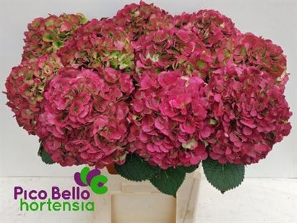 FeedSync:wholesale:80b74136cd0dae444a8b628cf6cde63d2b3fbb13