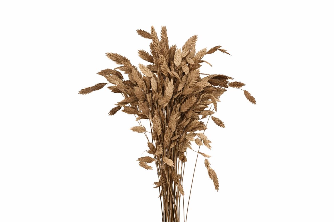 FeedSync:wholesale:439092d8b1d821618f1c15f7096fca8f6627e255