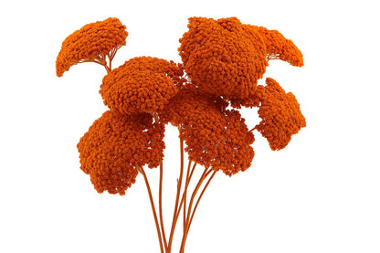 FeedSync:wholesale:226c0a011ce7644feeaa94aa1535270cd2f6cb2d