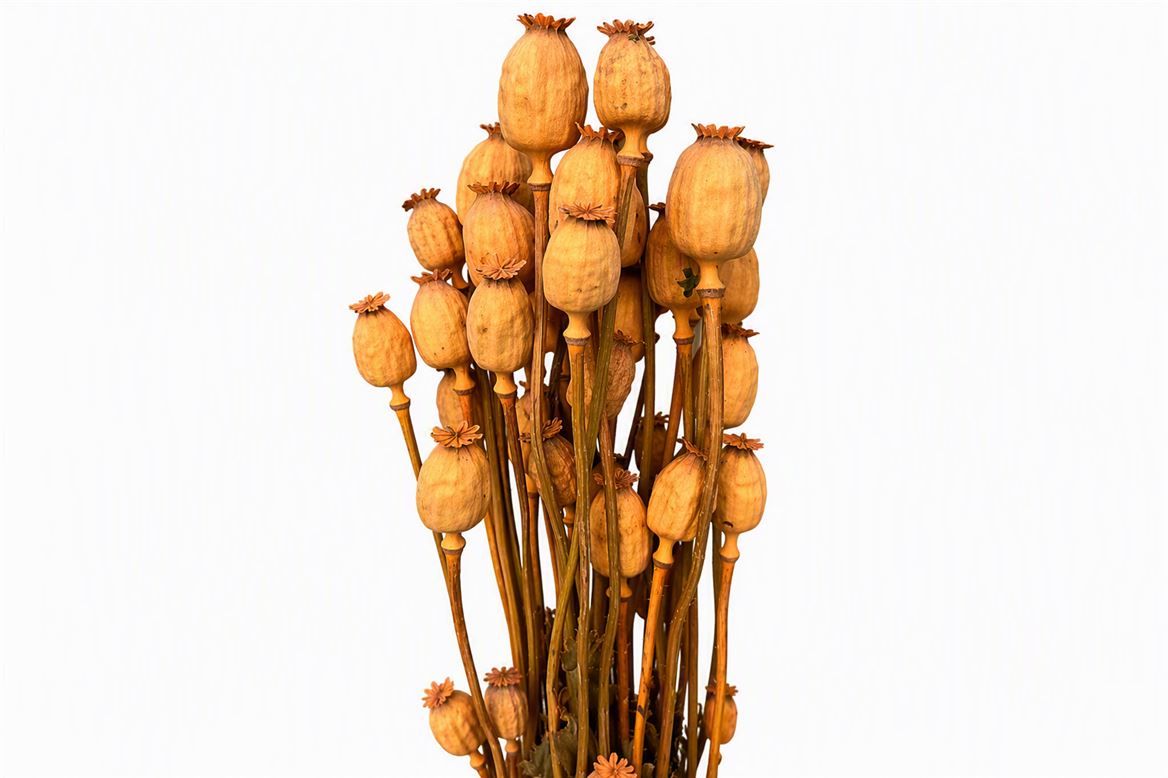 FeedSync:wholesale:3fdddd0c3a6ba72e70a4c53add1fc4b13d58a7cf