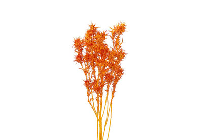 FeedSync:wholesale:d0bf96906c34cb28d9edede726eaf1daf9b62971