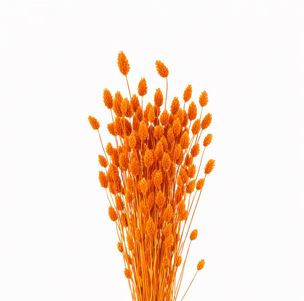 FeedSync:wholesale:f7c28448b022bee9559c0e47a3efddb9a8ee1be1