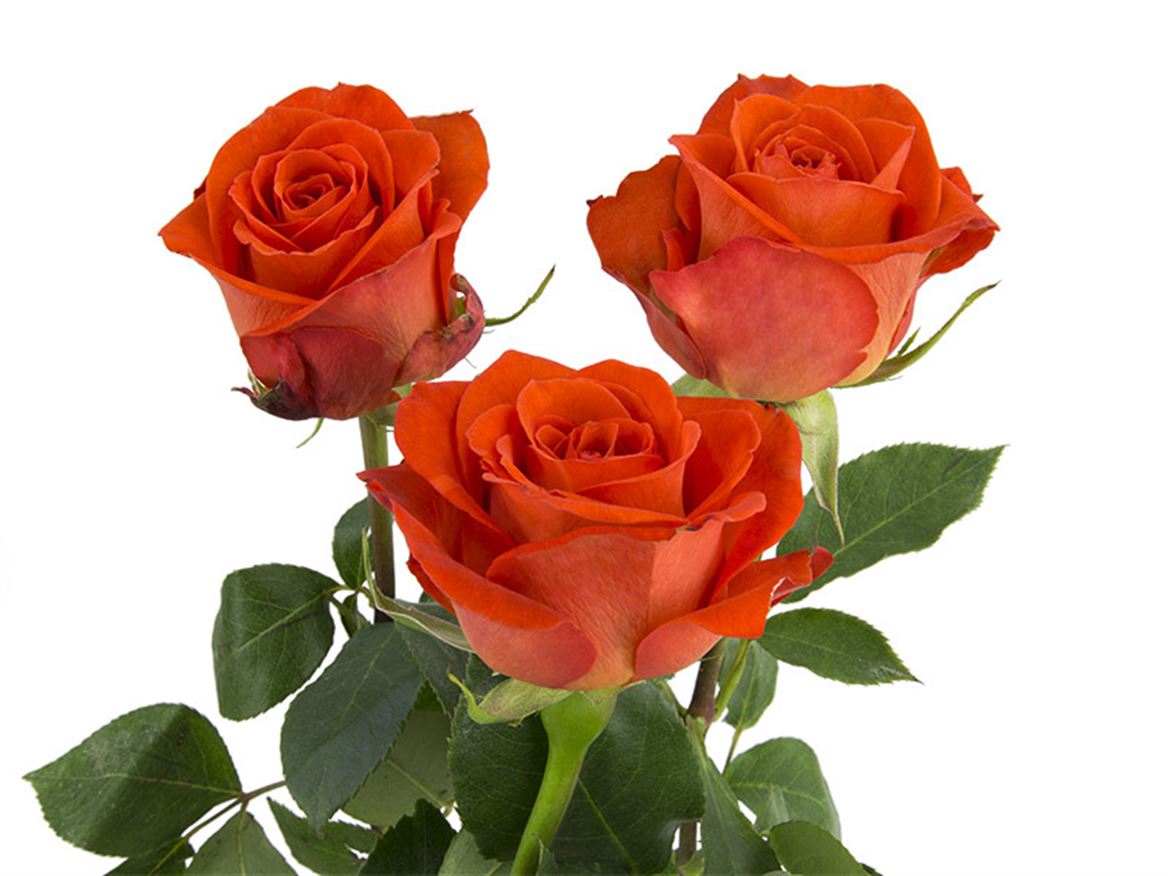 FeedSync:wholesale:698d2fb60893c724fc46e88cb49c3977068e4041