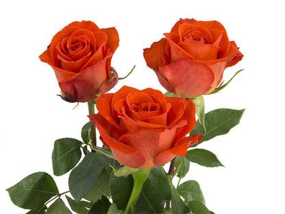 FeedSync:wholesale:698d2fb60893c724fc46e88cb49c3977068e4041