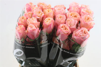FeedSync:wholesale:6e5381f0dd735d7094ae550ee9795b682d7db0c4