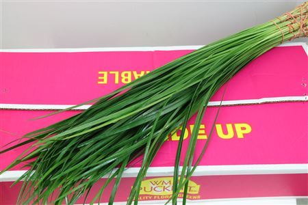 FeedSync:wholesale:e59b73dd3f10d2cfab8fe26e3bedc7e55529e2dc