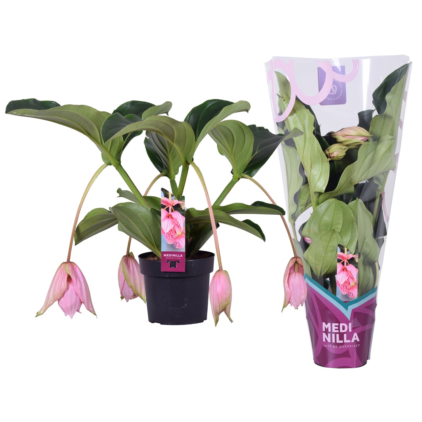 Medinilla Magnifica 4 Knop + Hoes
