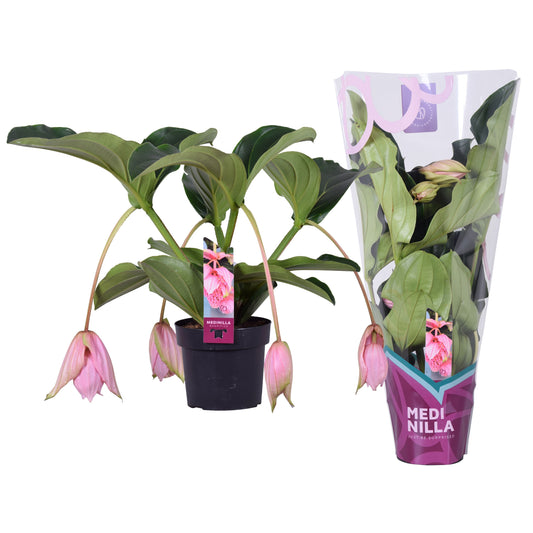 Medinilla Magnifica 4 Knop + Hoes