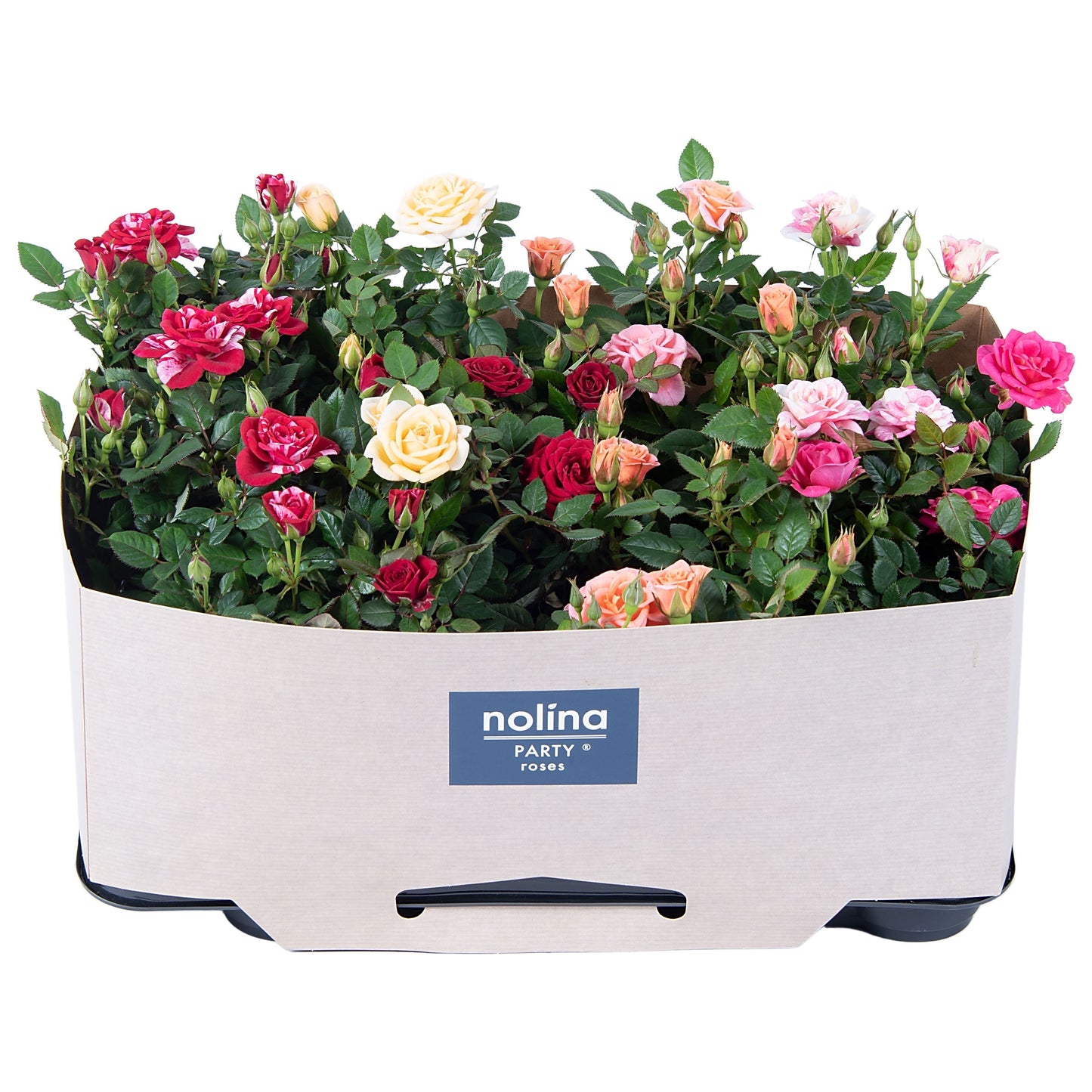 Rose Party Gemengd Kraag