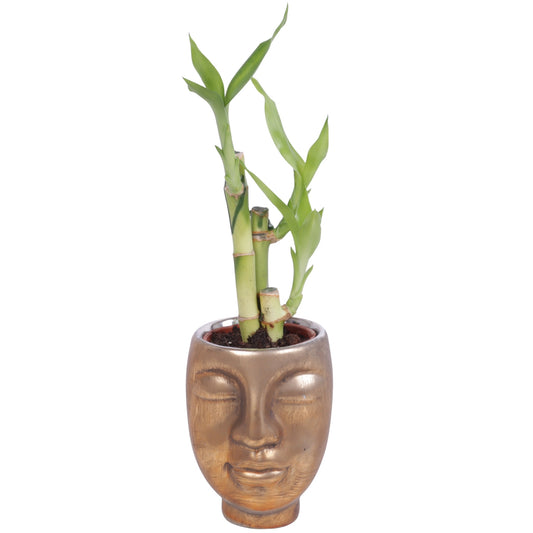 Dra Lucky Bamboo Toef Keramiek Face Gold