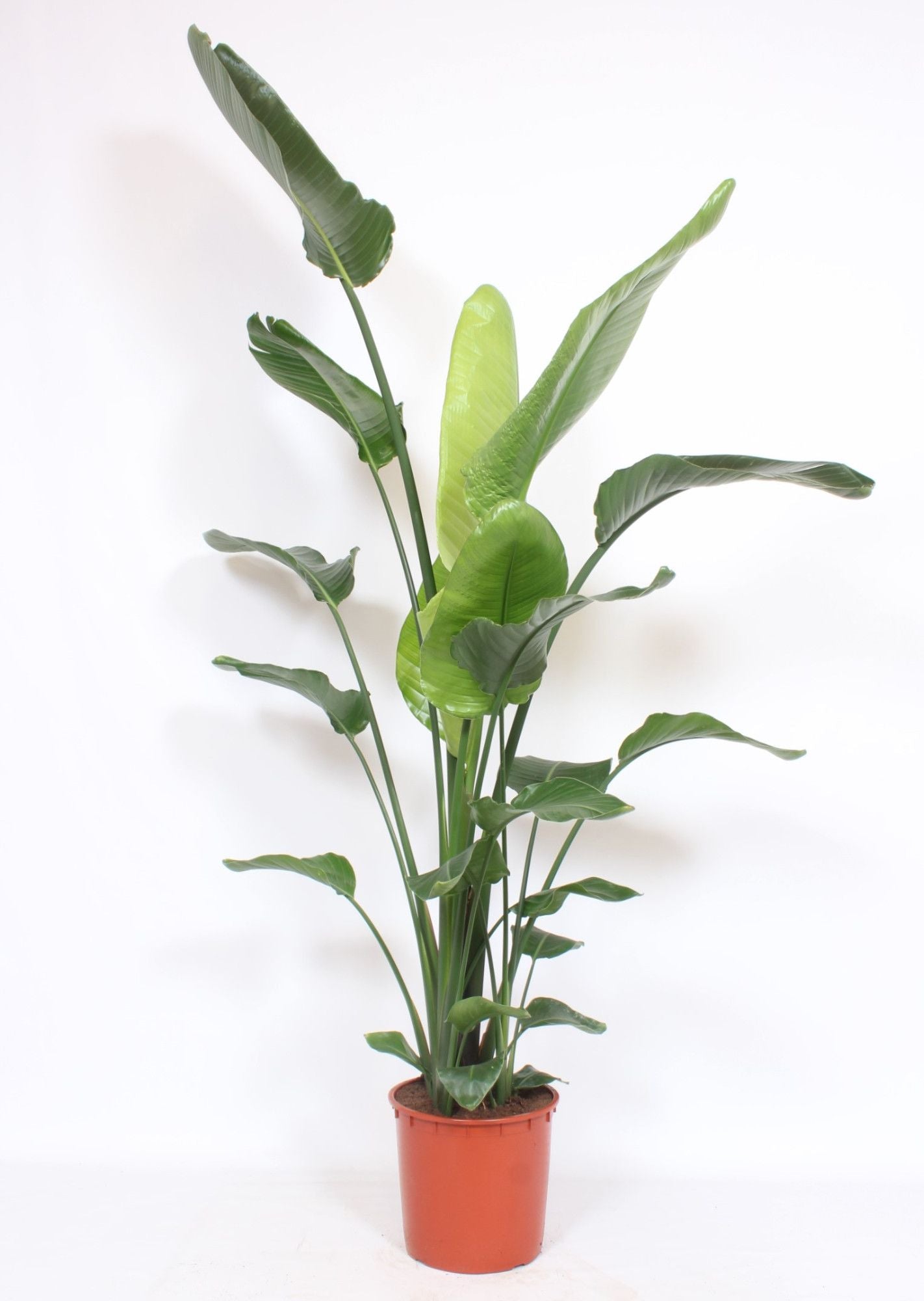 Strelitzia Nicolai 3pp