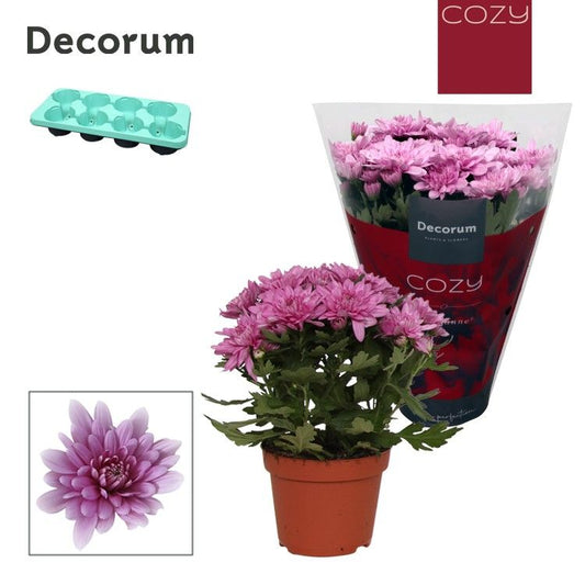 Chrysanthemum Grandezza Roze
