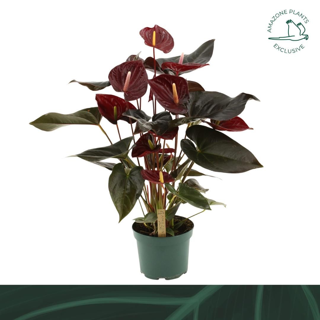 Anthurium An Delicata