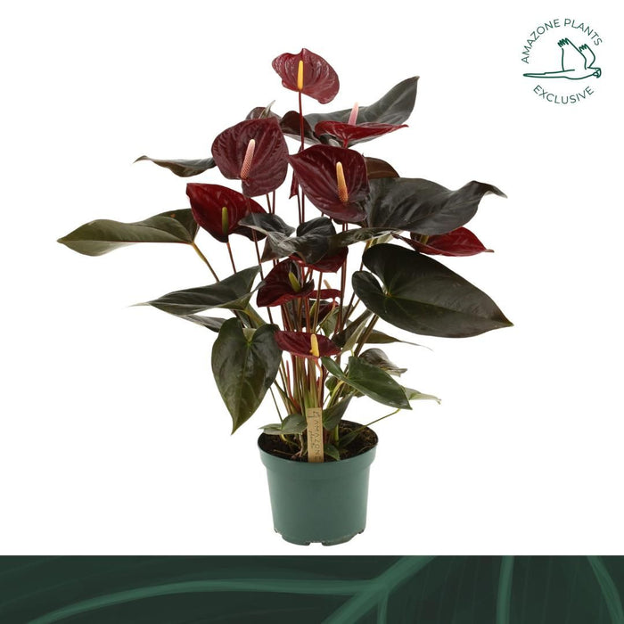 Anthurium An Delicata