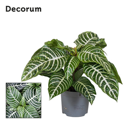 Aphelandra Squarrosa Green