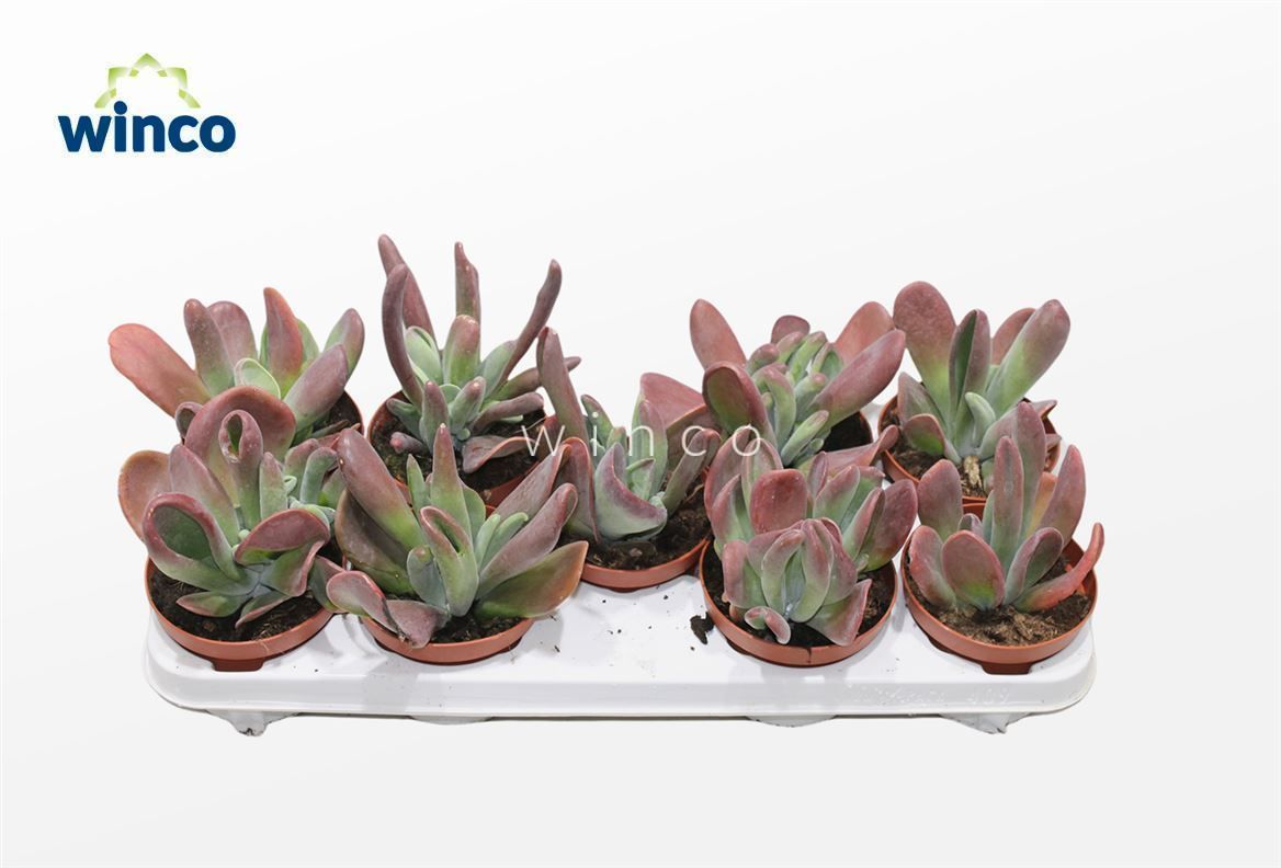 Kalanchoe Oricula Red