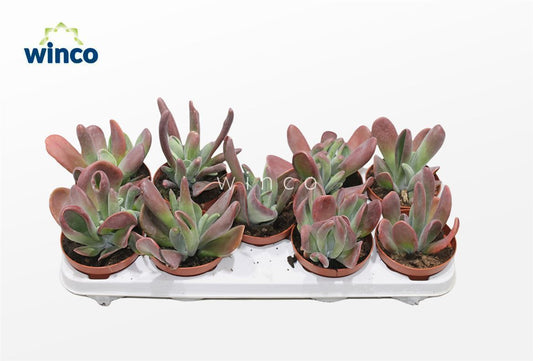 Kalanchoe Oricula Red