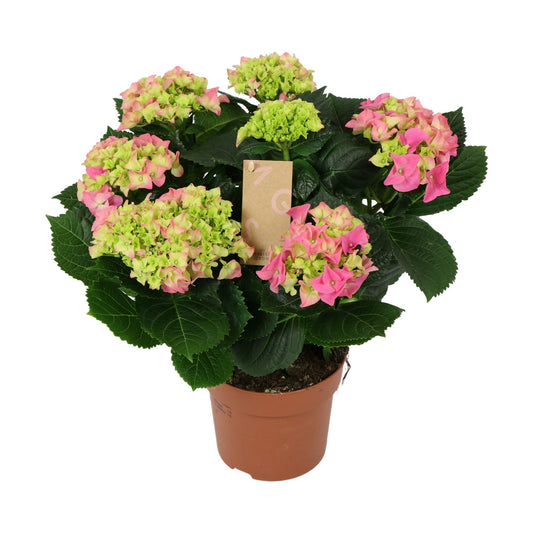Hydrangea M Early Rosa 7+