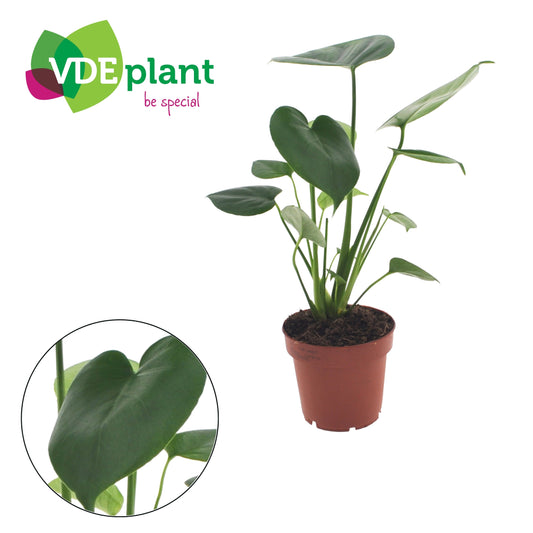 Monstera Deliciosa Tauerii