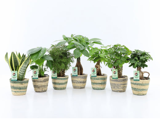 Ov Kamerplanten Gemengd Mand Noah Lines