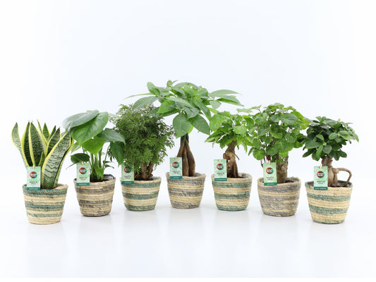 Ov Kamerplanten Gemengd Mand Noah Lines