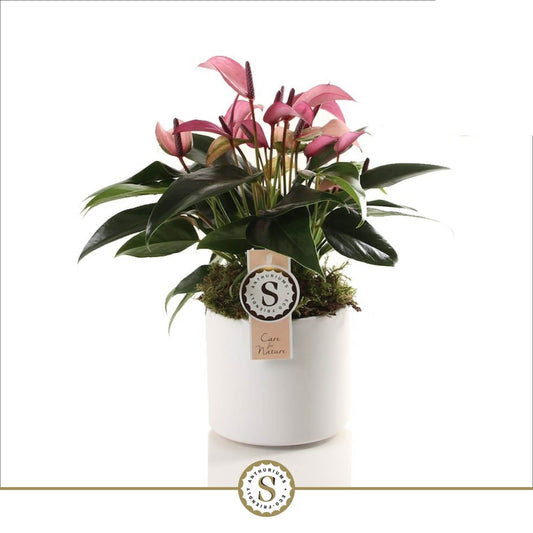 Anthurium St Zizou Keramiek Bari White