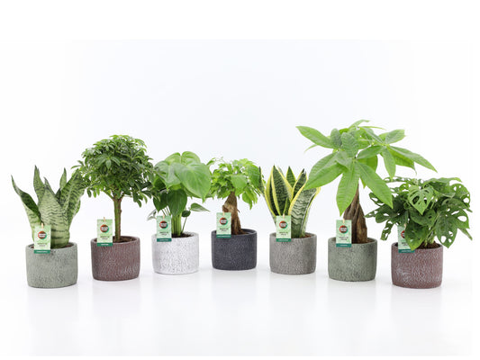 Ov Kamerplanten Gemengd Keramiek Classic Stone