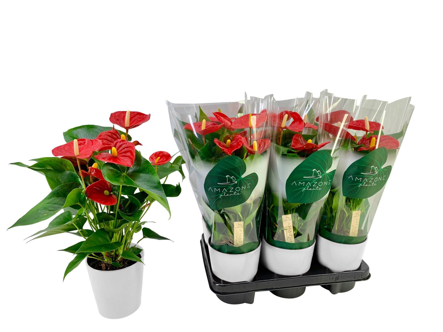 Anthurium An Aristo Keramiek Wit