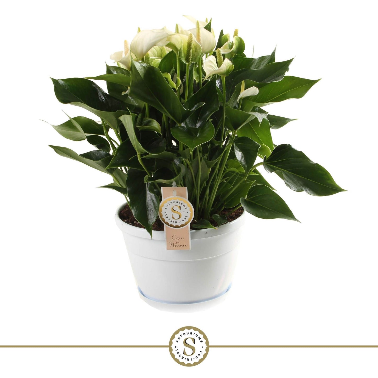 Anthurium St White Champion