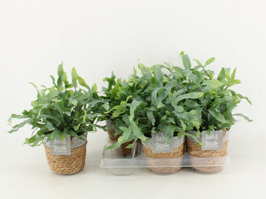 Phlebodium Blue Star Basket