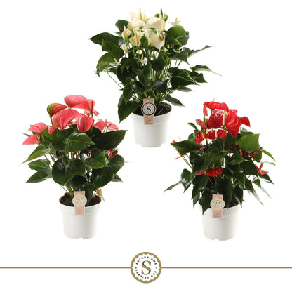Anthurium St Gemengd 3kl