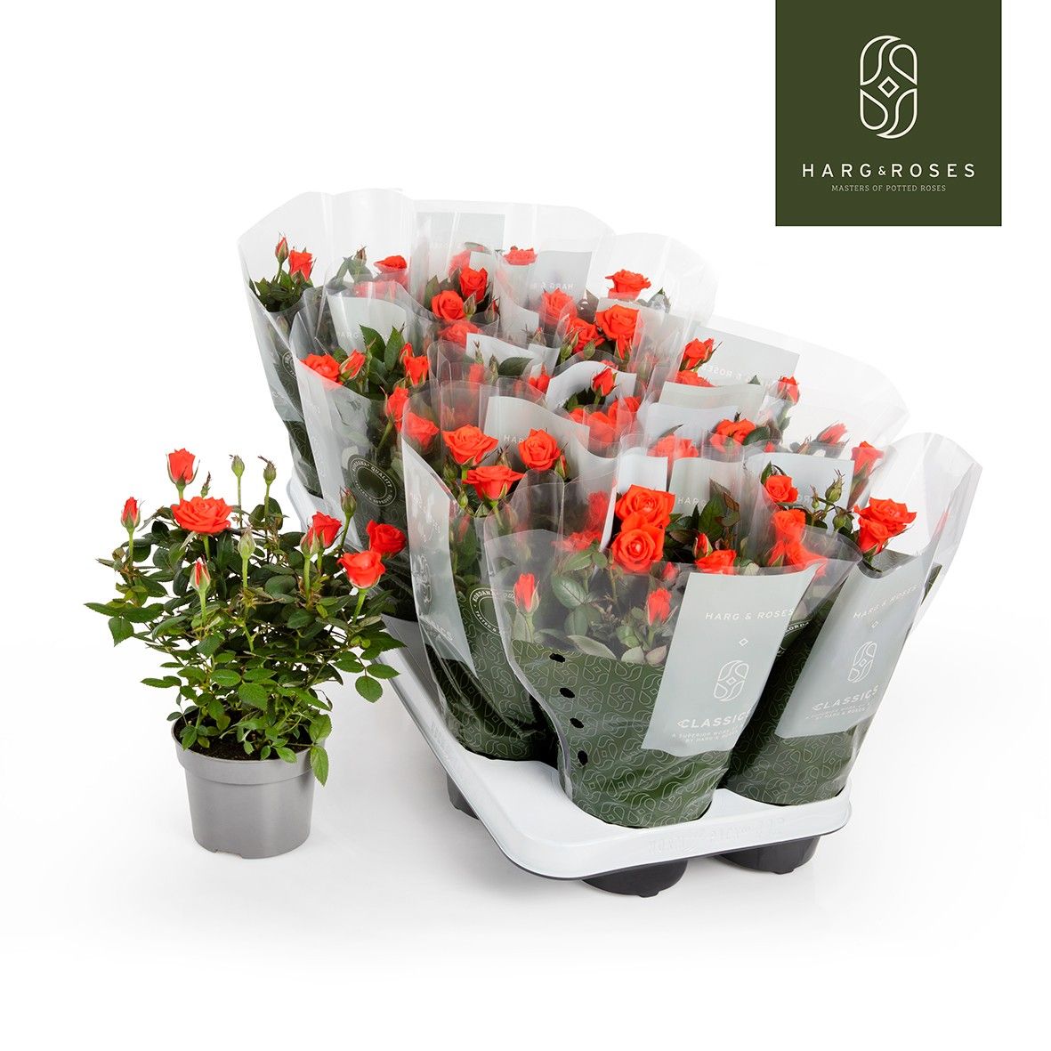 Rose Kordana Calibra